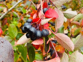 Pilnie sprzedajemy owoce aronii, posiadamy plantację EKO, posiadamy 3300