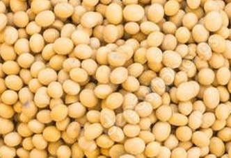 Soja GMO na eksport z Ukrainy