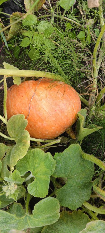 Sprzedam dynie bambino w ilości około 2-3ton możliwość dowozu dyni