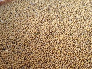 Bardzo dobra jakość z Kazachstanu, region Kostanay. Bez GMO,