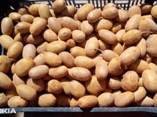 Świeże kiwi dostępne w Uttarakhand Nainital Zadzwoń Ilość -6