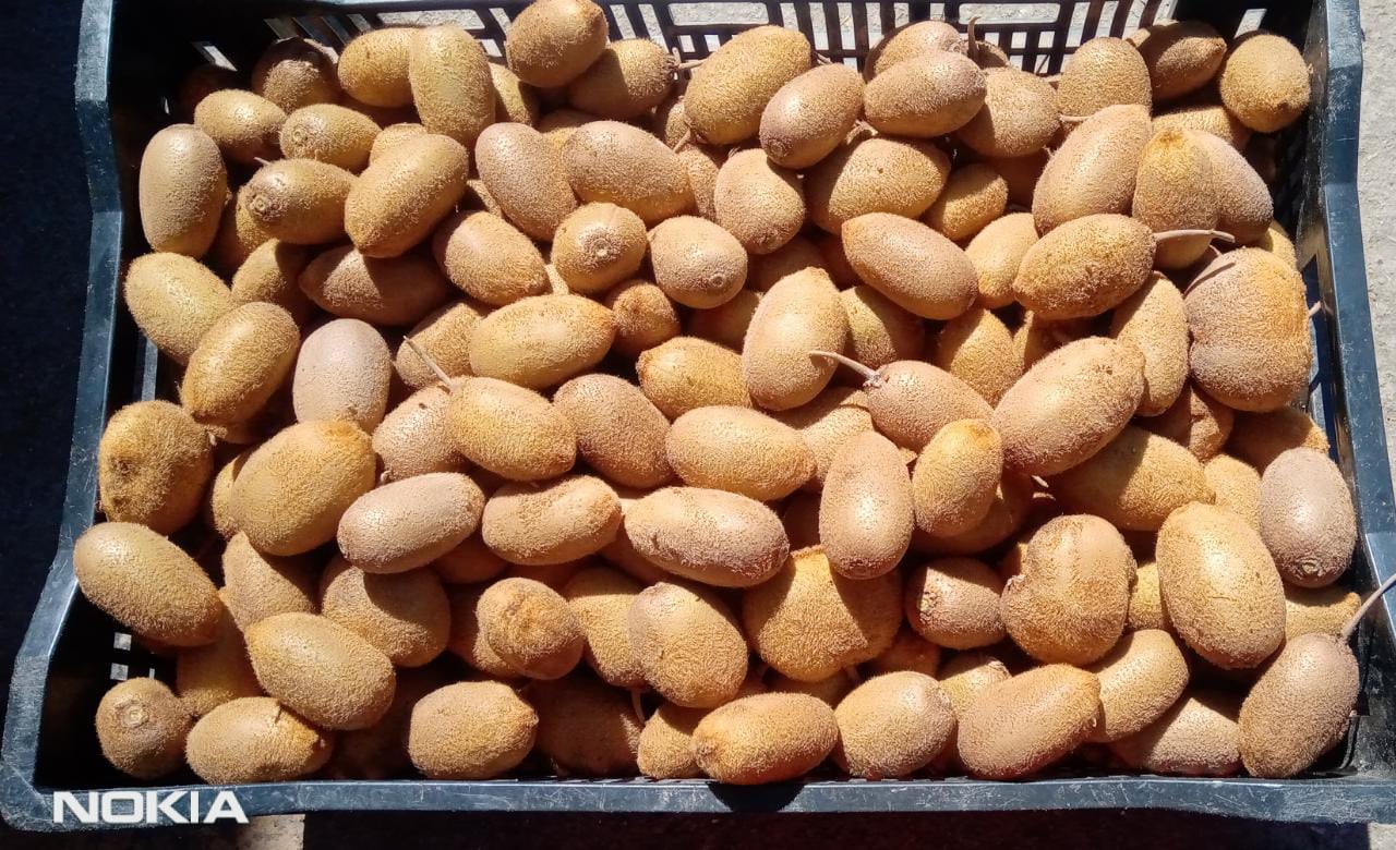 Świeże kiwi dostępne w Uttarakhand Nainital Zadzwoń Ilość -6 Quintal