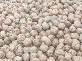 Sprzedam 1000 kg orzecha włoskiego mytego i suszonego w