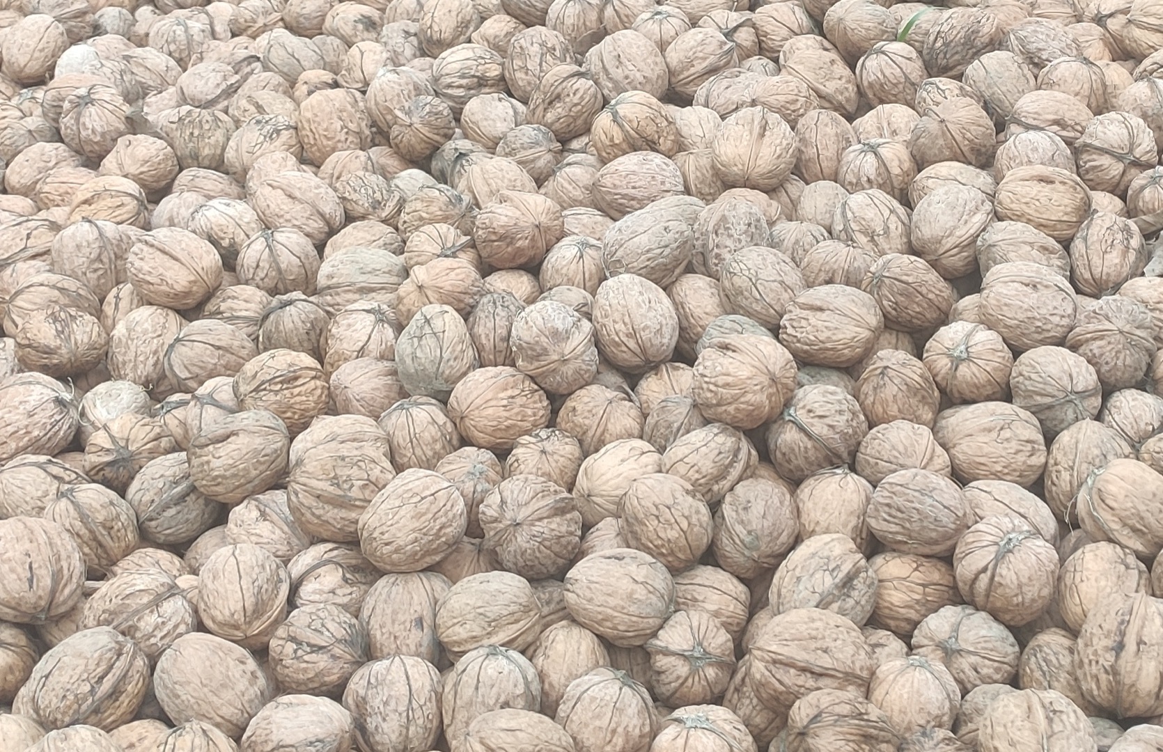 Sprzedam 1000 kg orzecha włoskiego mytego i suszonego w cenie 2 EUR/kg