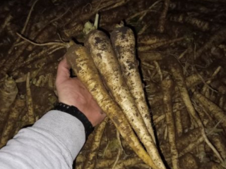 Sprzedam pietruszkę, iglo i arat. Kopane na bieżąco pod