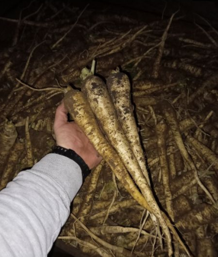 Sprzedam pietruszkę, iglo i arat