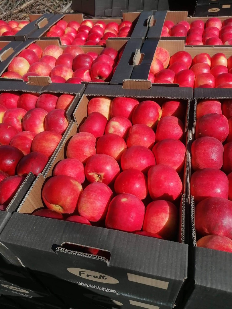 Extra jakość idared z Macedonii rozmiar 65+ 0,35 € cena do negocjacji opakowanie do uzgodnienia numer