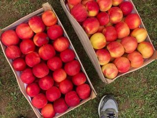 Red Delicious, Gold Delicious, Jonagold, Greny Smith, Mutsu z