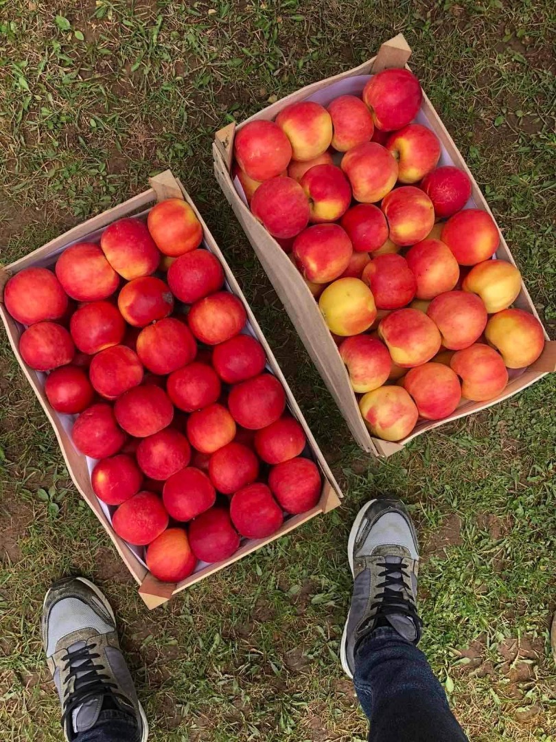 Red Delicious, Gold Delicious, Jonagold, Greny Smith, Mutsu z Macedonii Cena - 0,45 € opakowanie do uzgodnienia Numer