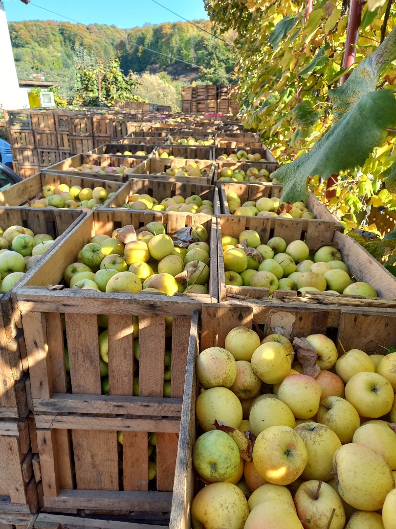 Sprzedam jabłka Ionatan, golden, idared, florina, duże, średnie i małe