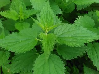 pokrzywa suszona z plantacji ekologicznej,dobra jakośc,większa ilośc