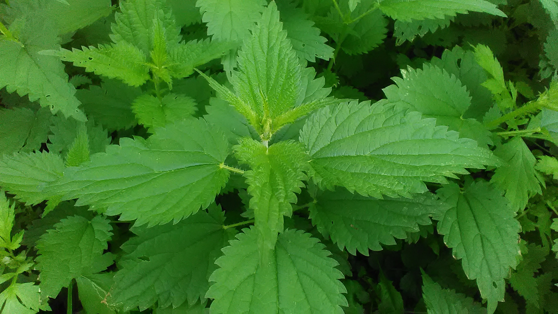 pokrzywa suszona z plantacji ekologicznej,dobra jakośc,większa ilośc