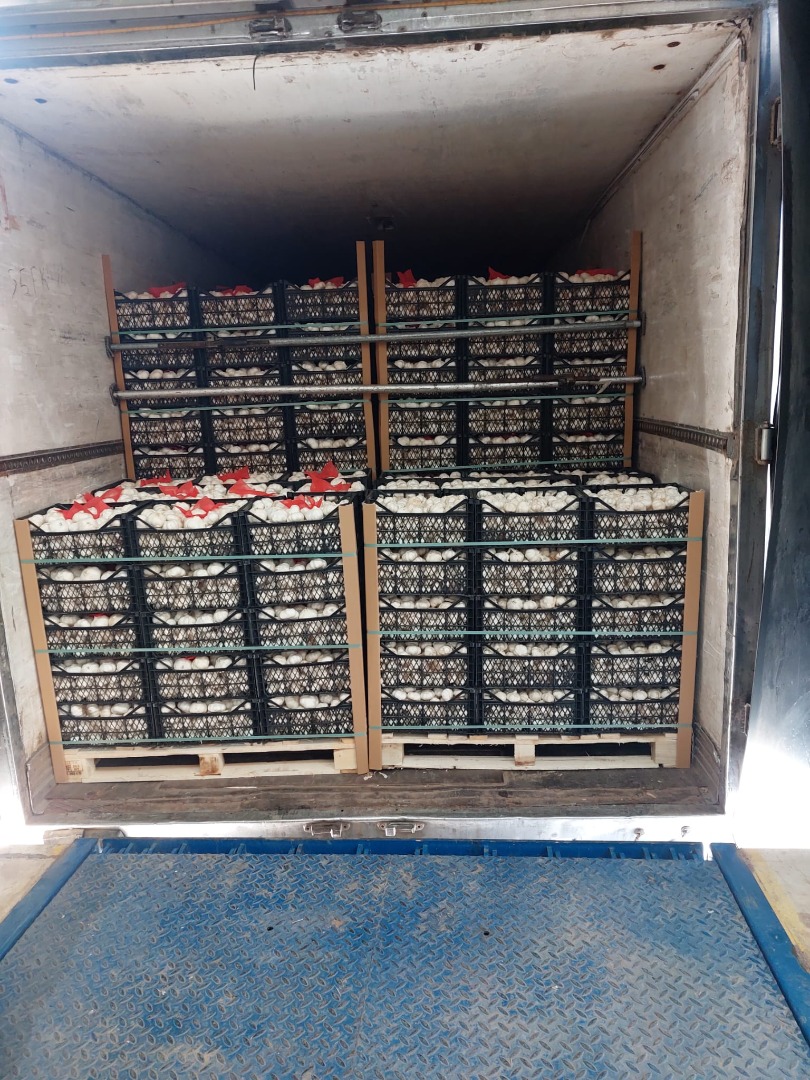 Czosnek Premium, z upraw ekologicznych w Turcji, selekcjonowany, do sprzedazy w sklepach lub nieselekcjonowany uzyty do produkcji