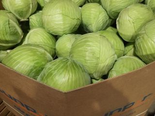 Sprzedam kapustę białą w kalibrażu 1.5-5 kg, ilość 300
