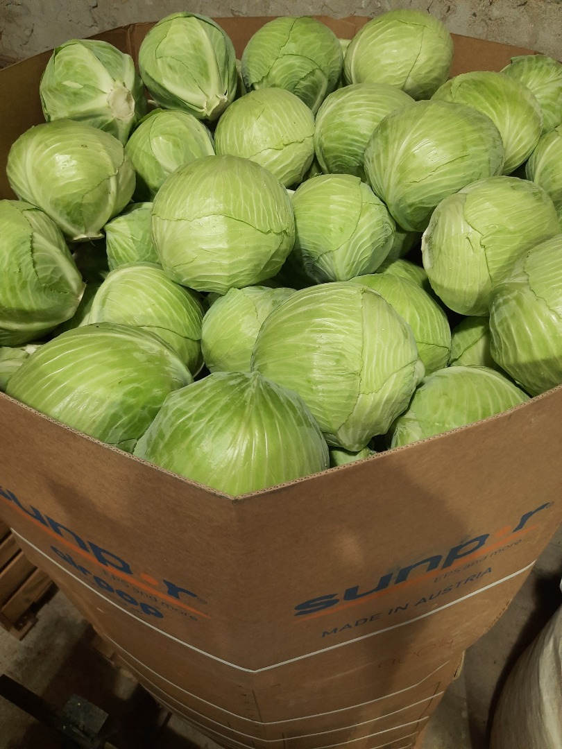 Sprzedam kapustę białą w kalibrażu 1.5-5 kg, ilość 300 ton, opakowanie do uzgodnienia