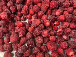 Ekologicznie produkowane, szokowo mrożone truskawki, w Berkovitsa, Bułgaria. Odmiana