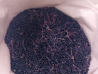 Sprzedam czarny bez. Czarny bez, mrożony. Jagody z dzikich