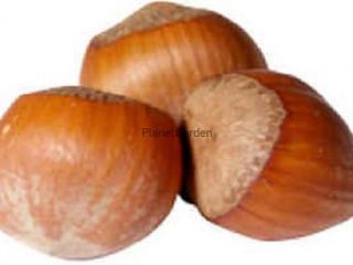 Sprzedam orzech laskowy w skorupie odmiana katalońska zbiór ręczny