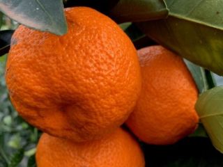 Wszystkie kalibry , Świeża z wszystkimi certyfikatami EU ,