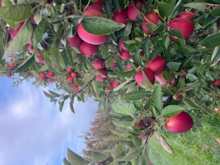 Sprzedam świeżo zebrany Braeburn