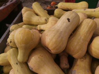 Witam, Mam na sprzedaż dynie pizmową Butternut Atlas druga