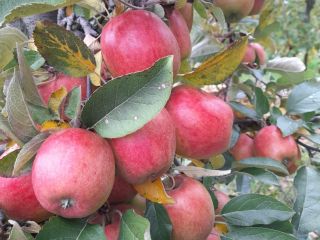 SPRZEDAM BRAEBURN 6+ NAJLEPIEJ ZA WAGĘ W SKRZYNI.