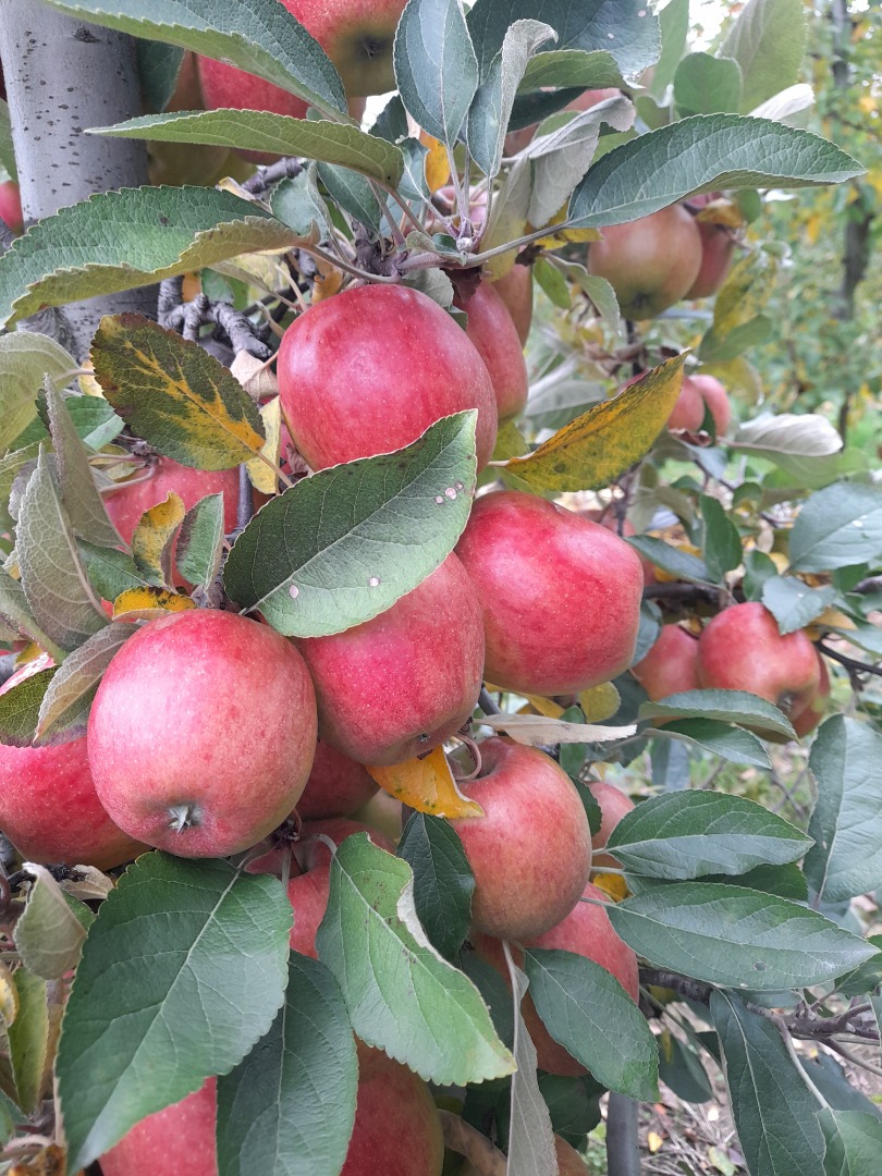 SPRZEDAM BRAEBURN 6+ NAJLEPIEJ ZA WAGĘ W SKRZYNI