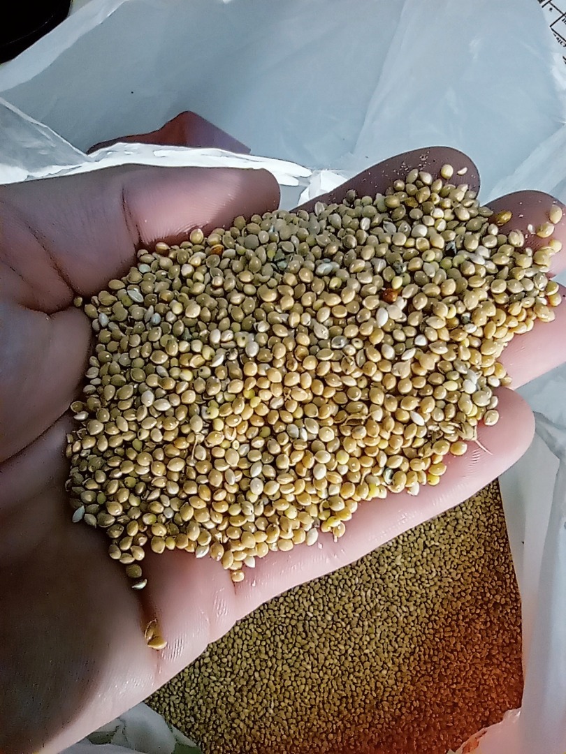 W sprzedaży proso - czerwony, - czarny, - żółty Produkcja Ukraina