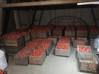 Sprzedam dynię Hokkaido, ładnie wybarwioną. Certyfikat ekologiczny.