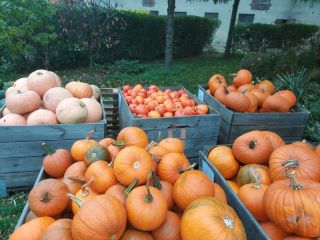 Sprzedam dynię przemysłową odmiany halloween, bambino, muscat