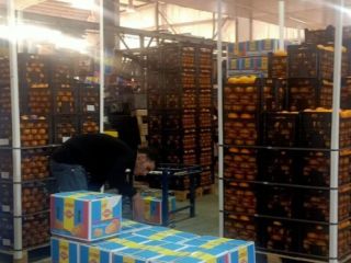 Basra orange Sezon od grudnia do lutego Rozmiary 32,36,42,48,56,72,80