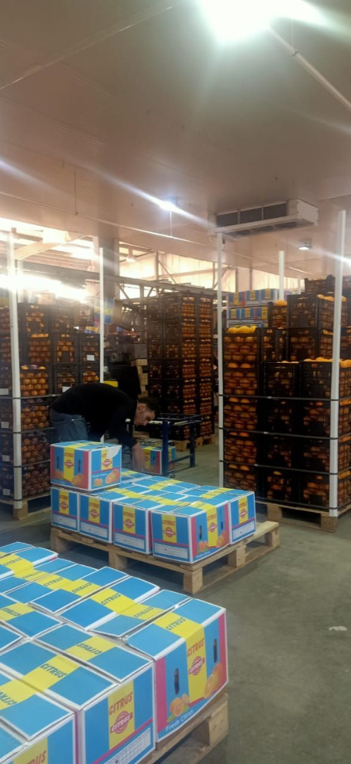 Basra orange Sezon od grudnia do lutego Rozmiary 32,36,42,48,56,72,80 Waga kartonu 15 kg, 7,5 kg Waga kontenera 24 tony netto Valencia orange (lato) Sezon od
