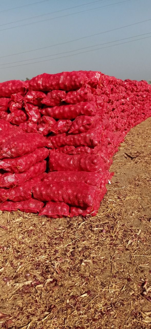 Cebula czerwona Rozmiary: wg życzenia klienta Pakowanie: worki 20 i 25 kg Tygodniowa ilość: 1-5 pojemników Jakość: bardzo dobra, bez węgla