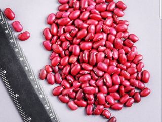Firma handlowa „Kirgy_beans” z powodzeniem zajmuje się eksportem produktów