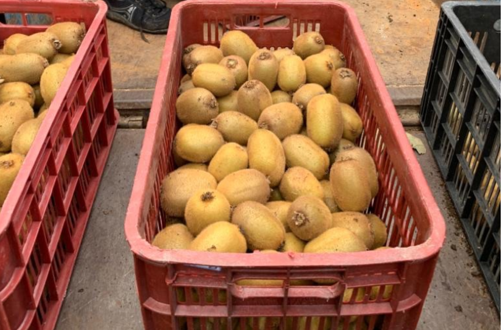 Każdego roku produkujemy KIWI w Iranie około 80 TON, gwarantujemy, że nasze KIWI jest najlepsze bez hormonów lub czegokolwiek, co sprawia, że KIWI jest
