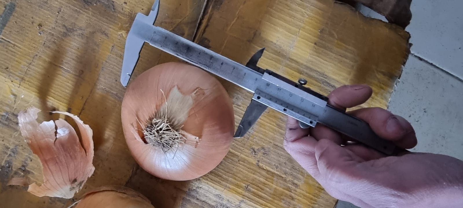 Cebula cebulowa hurtowa od producenta