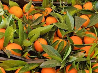 Mandarynki, klementynki, młode pomarańcze...wszystko świeże prosto z sadu.produkty ekologiczne.pochodzenie