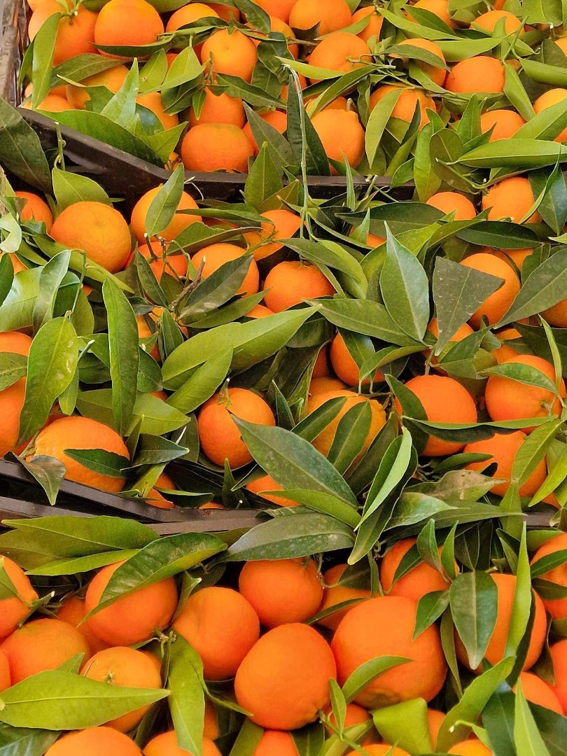 Mandarynki, klementynki, młode pomarańcze...wszystko świeże prosto z sadu.produkty ekologiczne.pochodzenie Grecja..ceny do uzgodnienia