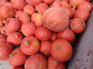 Mam do sprzedania dynie około 60 ton, odmiana hokkaido,