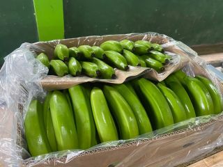 FIRMA PRODUKCYJNA BANANÓW PL EKWADOR POSZUKUJEMY NOWYCH KLIENTÓW DO
