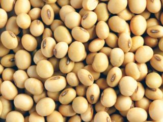 Jesteśmy bezpośrednimi producentami i egzoporterami soi Non GMO klasy
