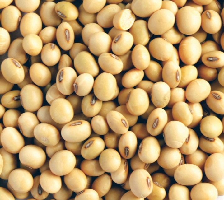 Jesteśmy bezpośrednimi producentami i egzoporterami soi Non GMO klasy Benin Republic, możemy dostarczyć każdą potrzebną ilość, a nasze nasiona są aktualne