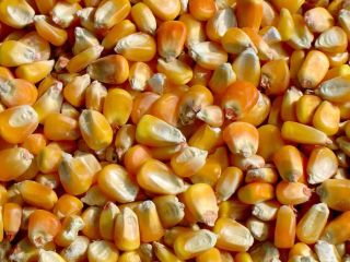 Kukurydza pastewna - 2000 ton, cena - 170 euro.
