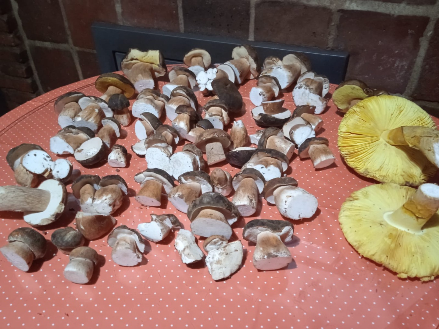 Boletus aerius, całkowicie dziki, zbierany w Sierra de Huelva w tradycyjny sposób