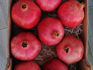 Dostarczę bezpośrednio od producenta świeże ekologiczne granaty bardzo smaczne