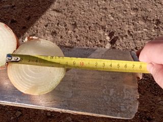 Cebula z Białorusi, kalibr 6-8. Worek 15 kg. Tylko