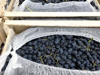 Skóra jest cienka. Miąższ jest gęsty, chrupiący. Zawartość cukru