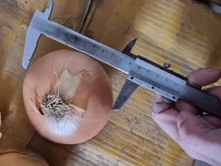 Cebula cebulowa hurtowa od producenta. Pakowane w siatki po