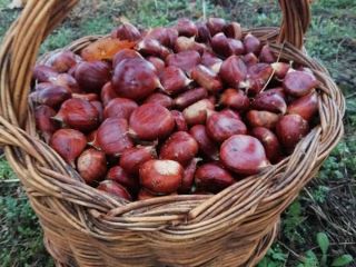 Koszt wysyłki nie jest wliczony w cenę. 3 rodzaje