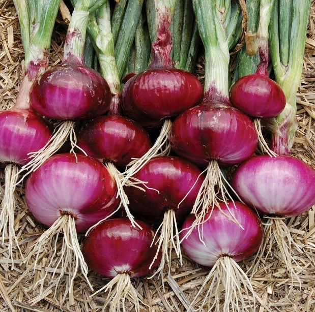 Nasiona czerwonej cebuli burgundzkiej 200+ Ogród warzywny PAMIĘĆ BEZ GMO DARMOWA WYSYŁKA
